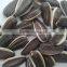 Fresh Style and Raw Processing Type Chinese sunflower seeds