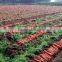 drought-resistant hIgh yield and strong growth hybrid carrot seeds