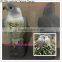 R1206 falcon decoy for hunting, Realistic Falcon Decoy Garden Bird Crow Scarer Scarecrow Weed Pest Control