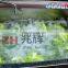 Stainless Steel spinach mushroom beans vegetable cleaning machine