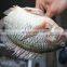Fish cleaner machine automatic fish fillet machine | fish killing gutting cleaning machine