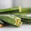 100% Pure Natural Organic Okra Extract with High Quality