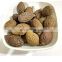 High quality malva nut helps to heat, detoxify from Vietnam