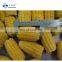 Sinocharm Замороженная овощная продукция без ГМО Длина 3 - 5 см 6 - 8 см IQF Замороженная нарезанная сладкая кукуруза