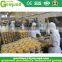Small scale canned mandarin orange processing plant