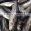 2015 frozen bonito whole round 300-500g/pc for marketing