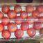 Red Fuji Apples for uk Indian Market