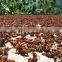 VIETNAM STAR ANISE SEEDS/ STAR ANISE EUROPA STANDARD GOOD PRICE
