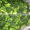 Frozen broccoli florets for export