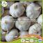 Bulk in Different Packing Fresh Garlic garlic white garlic