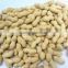 best price of peanut kernel from direct factory