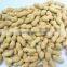 Chinese peanut kernel and peanut kernel for material