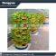 Agricultural soilless vertical vegetables seedling planting sponge