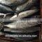 Frozen bonito fish feed with size 750 - 1000 g