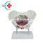 HC-S228 Medical science Female pelvis with pelvic floor muscle model/Female Pelvis Skeleton Model