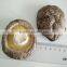 Smooth Shiitake Mushroom 1KG