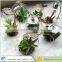 Wedding Occasion and Succulents,Decorative Flowers & Wreaths Type High Quality succulents pots