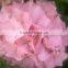 Crazy selling hydrangea flower for home decorations and wedding decoration