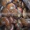 Wholesale Top Quality Rainbow Ammonite Fossil Specimens