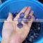 bule color natural polished agate tumble stone