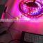 addressable dmx rgb led strip Digital Programmable Addressable ws2812b Led 5050 RGB Strip