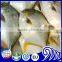 New Wholesale Seafood Whole Round Frozen Golden Pomfret/Pompano Fish