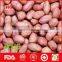 Round/long size red skin peanut kernel