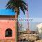 Outdoor UV resistance date palm tree for building decoration