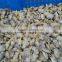 Frozen boiled baby clam meat for seafood mixed bulk packing