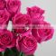 Fresh Rose High Quality flowers for home decoration For sale
