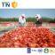 TTN dehydrated tomato sun dried tomatoes