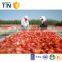 TTN sun dried vegetables tomatoes containing vitamin