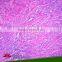Excellent Zoology Microscope Histology and Embryo Study Prepared Slides
