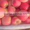 Chinese Red Fuji Apple Suitable for Long Time Shipment
