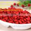 Dried Fruit Goji Berry health maintenance India Pakistan Southeast Asia Europe UAE
