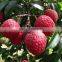 Big Seller of Fresh Lychee in Vietnam