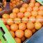 Imagine Valanica Orange
