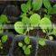 Plastic Seedling Propagation Trays Plastic Nursery Trays with good price
