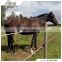 High Quality Fentech Electric Fence Horses Used