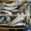 Cheap sardine sea fish