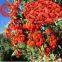 Goji fruitNingxia dried goji berry bulk goji berries