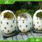 KAWAH Customized Amusement Park Artificial Hatching Fiberglass Dinosaur Egg