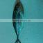 Frozen Megalaspis cordyla Hard Tail Scad from China supplier