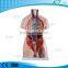XC-208 40 Parts Unisex human Torso model 85CM