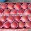 Fresh fruits Red star apple with good quality for sale                        
                                                Quality Choice