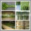 indoor plants spiral bamboo