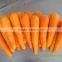2015 New cropf of M L size fresh carrots hot supplying