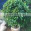 Ornamental Golden Ficus Microcarpa