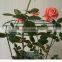 Garden Grow Climbing Plant Supports
