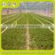 High Quality Low Price Galvanized Steel Tunnel Agricultural Greenhouse